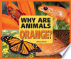 Why_are_animals_orange_